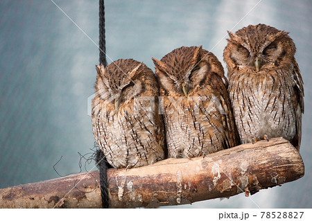 3羽ならぶスピックコノハズク 78528827