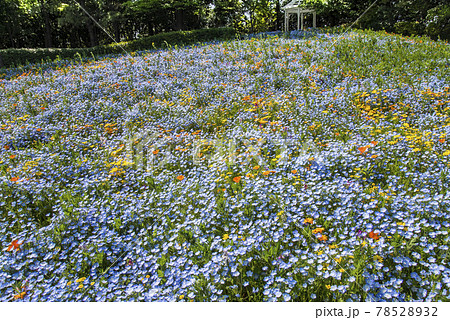 一面に咲き乱れる花々 78528932