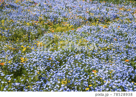 一面に咲き乱れる花々 78528938