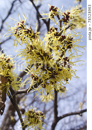 マンサクの黄色い花が咲いています。学名はHamamelis japonicaです。 78528963