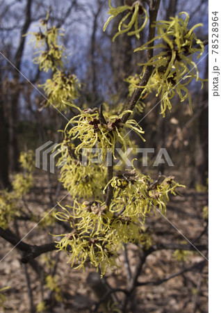 マンサクの黄色い花が咲いています。学名はHamamelis japonicaです。 マンサクの黄色い花が咲いています。学名はHamamelis japonicaです。 78528964