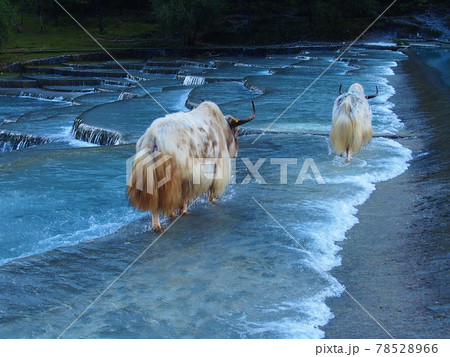 ヤク ヤク 78528966