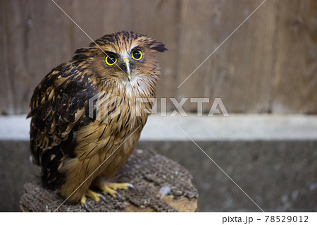 見上げるマレーウオミミズク 78529012