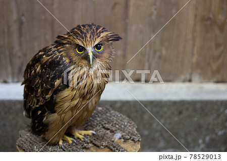 強い眼差しのマレーウオミミズク 78529013