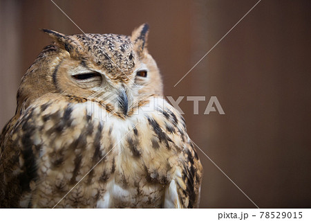 ファラオワシミミズク 78529015