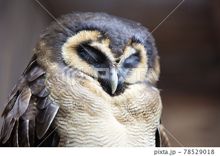 眠るオオフクロウ 眠るオオフクロウ 78529018