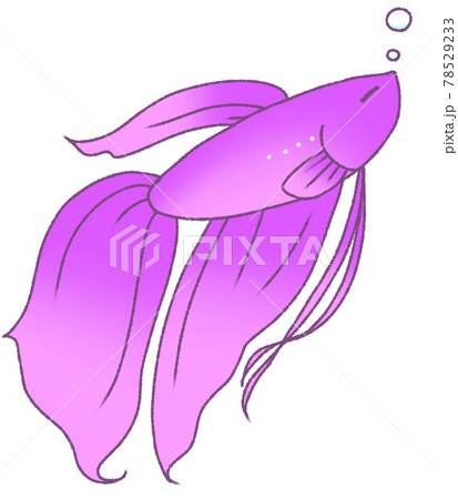 眠たげなベタ 紫色 のイラスト素材