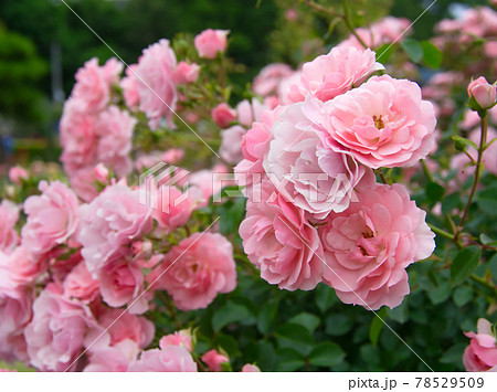 バラ園の満開の薔薇の花 78529509