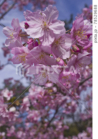 青空の下にカワヅザクラ（河津桜）の花が咲いています。 78529688