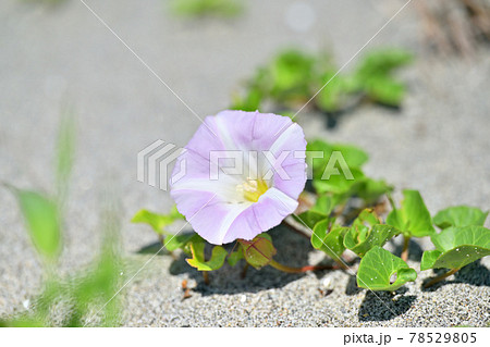 浜昼顔、ハマヒルガオ、海浜植物、花、植物。 78529805