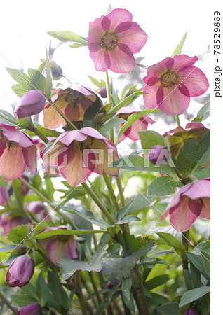 クリスマスローズの花が咲いています。学名はHelleborusです。 クリスマスローズの花が咲いています。学名はHelleborusです。 78529889