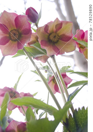 クリスマスローズの花が咲いています。学名はHelleborusです。 78529890