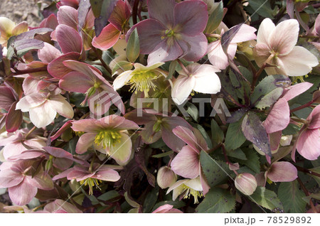 クリスマスローズの花が咲いています。学名はHelleborusです。 クリスマスローズの花が咲いています。学名はHelleborusです。 78529892