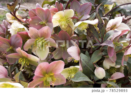 クリスマスローズの花が咲いています。学名はHelleborusです。 クリスマスローズの花が咲いています。学名はHelleborusです。 78529893