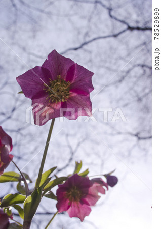 クリスマスローズの花が咲いています。学名はHelleborusです。 クリスマスローズの花が咲いています。学名はHelleborusです。 78529899