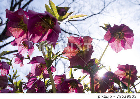 クリスマスローズの花が咲いています。学名はHelleborusです。 クリスマスローズの花が咲いています。学名はHelleborusです。 78529905