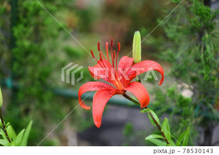 初夏のヒメユリ（姫百合） 78530143