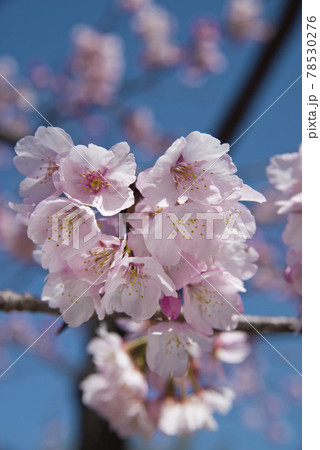 青空を背景に桜の花が咲いています。 78530276