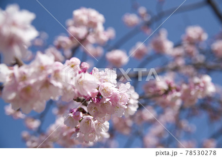 青空を背景に桜の花が咲いています。 青空を背景に桜の花が咲いています。 78530278
