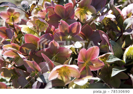 クリスマスローズの花が咲いています。学名はHelleborusです。 クリスマスローズの花が咲いています。学名はHelleborusです。 78530690