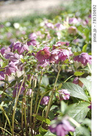 クリスマスローズの花が咲いています。学名はHelleborusです。 クリスマスローズの花が咲いています。学名はHelleborusです。 78530692