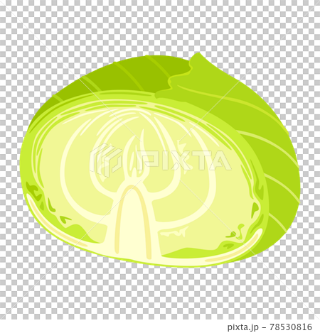 ヘルシーな野菜、キャベツの断面のイラスト。のイラスト素材 [78530816