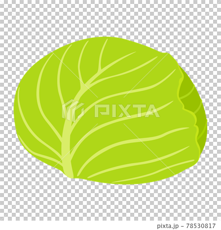 健康蔬菜，捲心菜插圖。 78530817