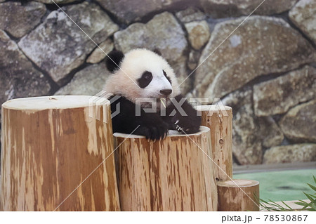 パンダの赤ちゃん 78530867