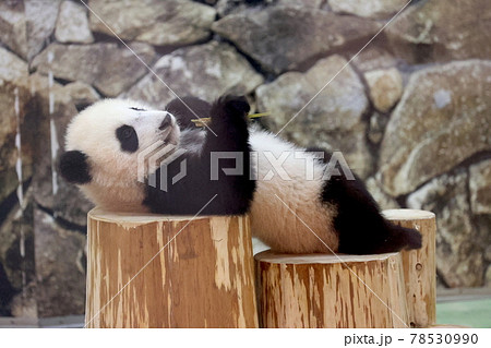 パンダの赤ちゃん 78530990
