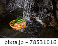 野菜を水で冷やすシーン 78531016