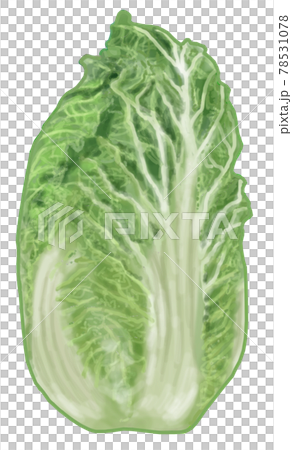 白菜 78531078