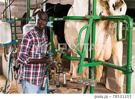 Young man working with automatical cow milking machines Young man working with automatical cow milking machines 78531355