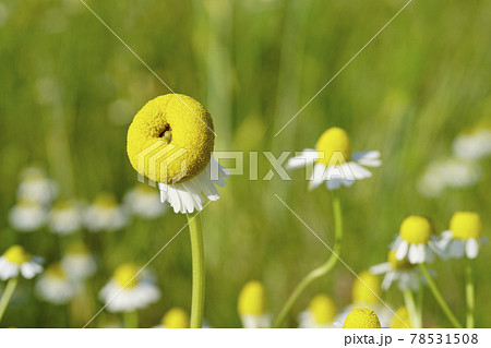 おもしろい形のジャーマン カモミールの花の奇形 2の写真素材