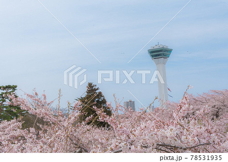 春の五稜郭公園 春の五稜郭公園 78531935
