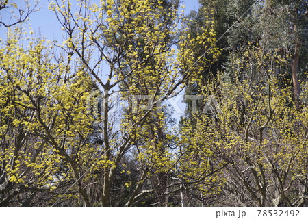 サンシュユ(山茱萸)が黄色い花を咲かせています。 サンシュユ(山茱萸)が黄色い花を咲かせています。 78532492