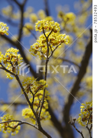 サンシュユ(山茱萸)が黄色い花を咲かせています。 サンシュユ(山茱萸)が黄色い花を咲かせています。 78532493