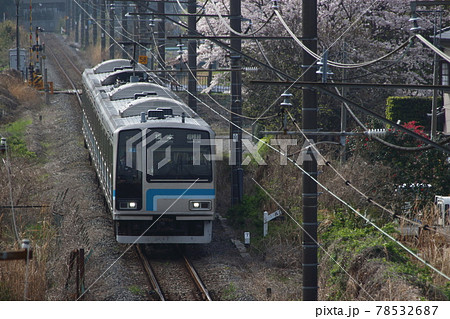 桜と相模線205系(茅ケ崎⇔橋本) 桜と相模線205系(茅ケ崎⇔橋本) 78532687