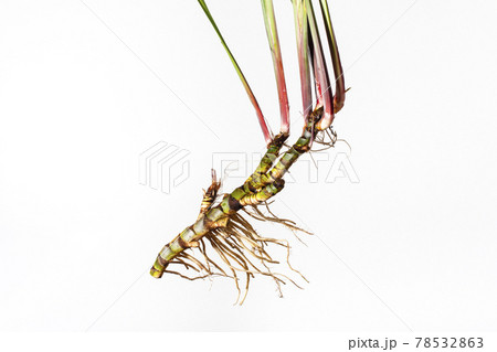 Fresh Acorus calamus roots, also known as sweet flag, isolated on light background. Fresh Acorus calamus roots, also known as sweet flag, isolated on light background. 78532863