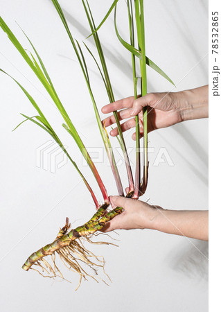 Hands holding Acorus calamus roots, also known as sweet flag, isolated on light background. Hands holding Acorus calamus roots, also known as sweet flag, isolated on light background. 78532865
