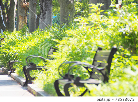 公園のベンチ 78533075