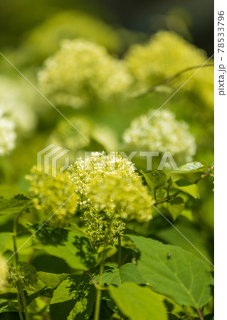 緑地公園の風景、花、植物、環境、エコ【6月】 78533796