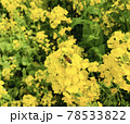 黄色い菜の花と蜜蜂 78533822