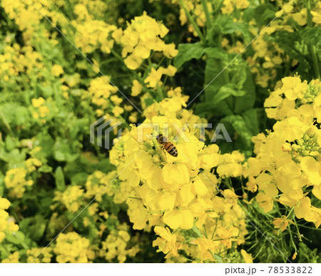 黄色い菜の花と蜜蜂 黄色い菜の花と蜜蜂 78533822