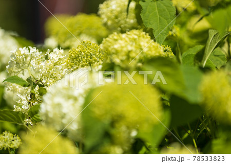 緑地公園の風景、花、植物、環境、エコ【6月】 78533823