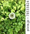 クローバーの花とクローバー 78533824