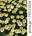咲き乱れる黄色いマーガレット 78533826
