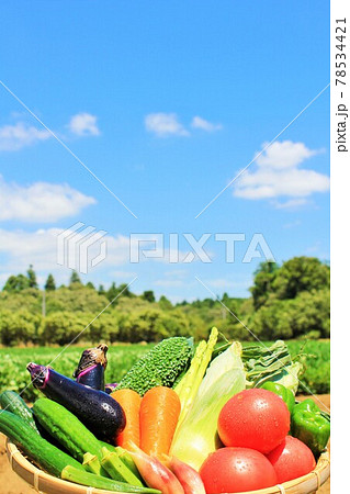 夏の青空と野菜 78534421