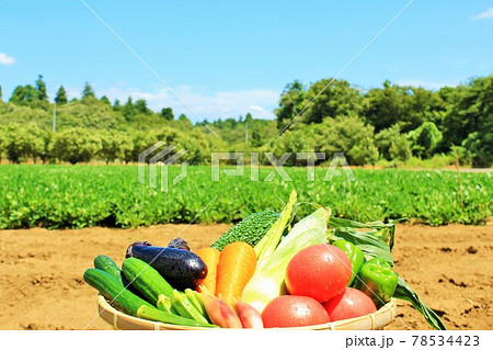夏の青空と野菜 夏の青空と野菜 78534423