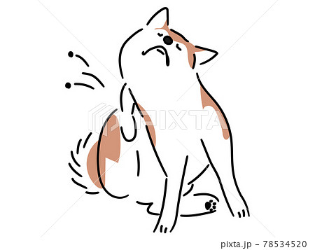 体がかゆい柴犬 78534520