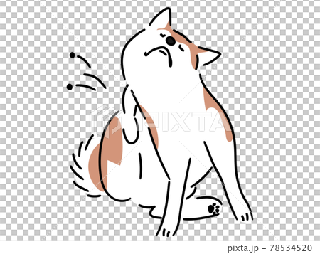 体がかゆい柴犬 78534520